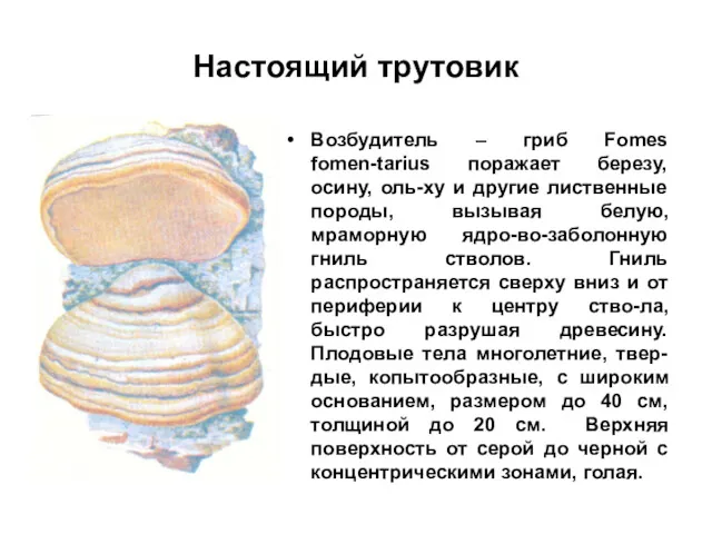 Настоящий трутовик Возбудитель – гриб Fomes fomen-tarius поражает березу, осину, оль-ху и другие