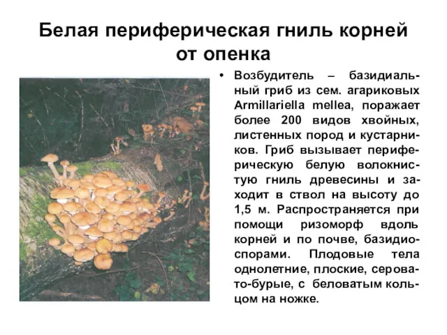 Белая периферическая гниль корней от опенка Возбудитель – базидиаль-ный гриб из сем. агариковых