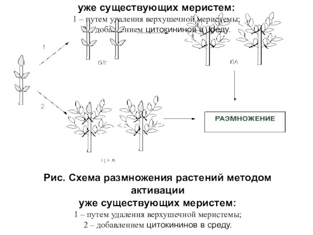 Рис. Схема размножения растений методом активации уже существующих меристем: 1 – путем удаления