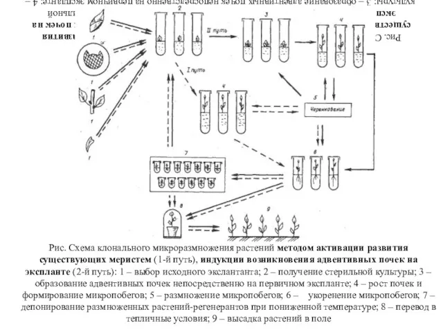 Рис. Схема клонального микроразмножения растений методом активации развития существующих меристем (1-й путь), индукции