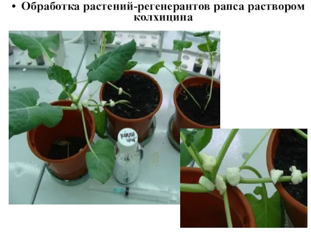 Обработка растений-регенерантов рапса раствором колхицина