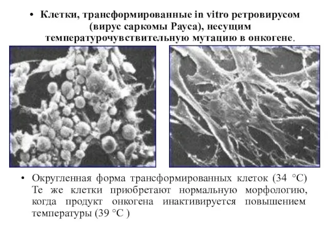 Клетки, трансформированные in vitro ретровирусом (вирус саркомы Рауса), несущим температурочувствительную мутацию в онкогене.