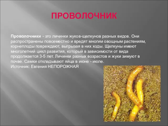 ПРОВОЛОЧНИК Проволочники - это личинки жуков-щелкунов раз­ных видов. Они распространены повсеместно и вредят