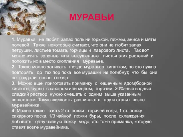 МУРАВЬИ 1. Муравьи не любят запах полыни горькой, пижмы, аниса и мяты полевой.