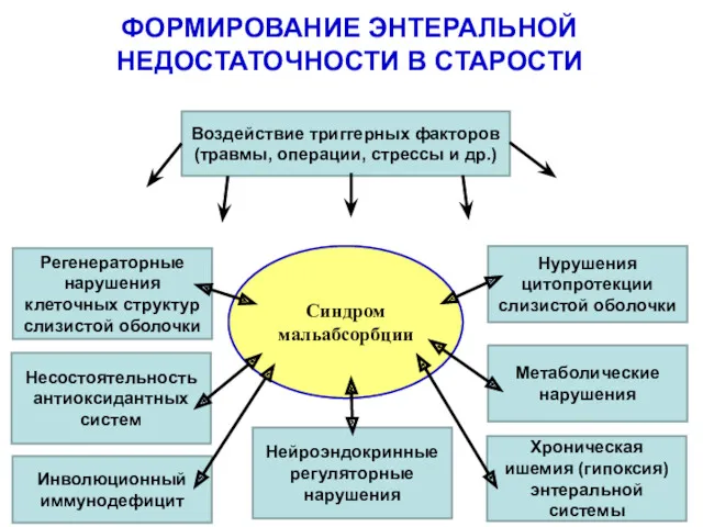 ФОРМИРОВАНИЕ ЭНТЕРАЛЬНОЙ НЕДОСТАТОЧНОСТИ В СТАРОСТИ Синдром мальабсорбции Нурушения цитопротекции слизистой