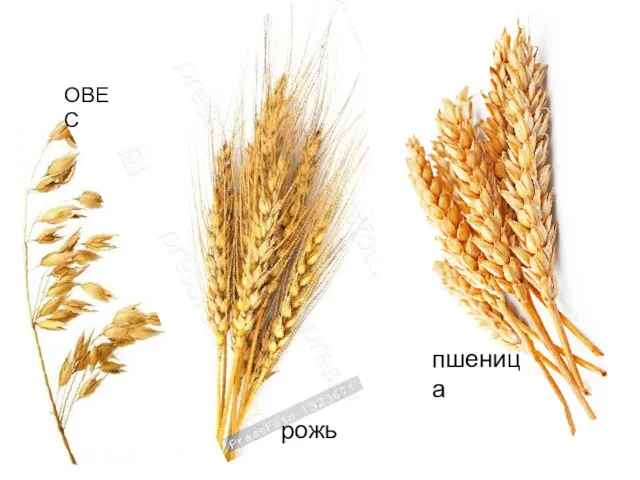 ОВЕС рожь пшеница