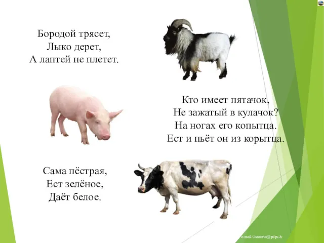 Бородой трясет, Лыко дерет, А лаптей не плетет. Сама пёстрая,