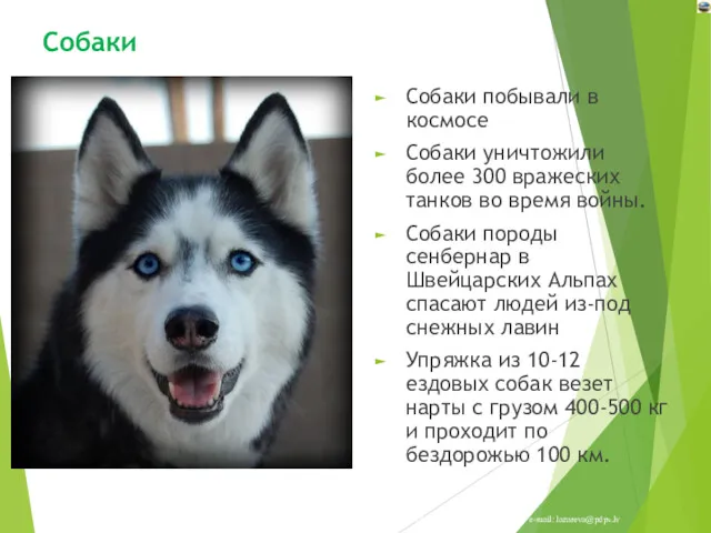 Собаки Собаки побывали в космосе Собаки уничтожили более 300 вражеских