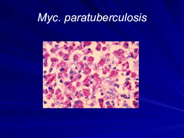 Myc. paratuberculosis
