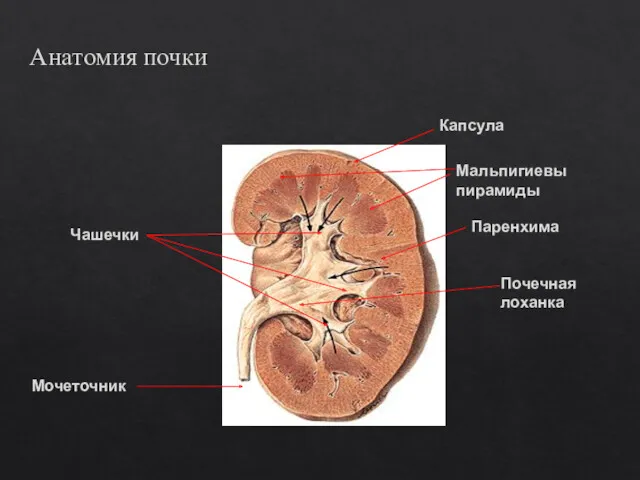 Почечная лоханка Чашечки Мочеточник Мальпигиевы пирамиды Паренхима Капсула Анатомия почки