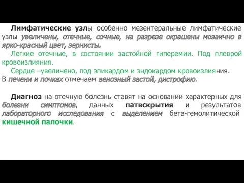 Лимфатические узлы особенно мезентеральные лимфатические узлы увеличены, отечные, сочные, на