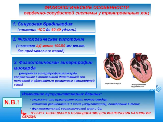 ФИЗИОЛОГИЧЕСКИЕ ОСОБЕННОСТИ сердечно-сосудистой системы у тренированных лиц 1. Синусовая брадикардия