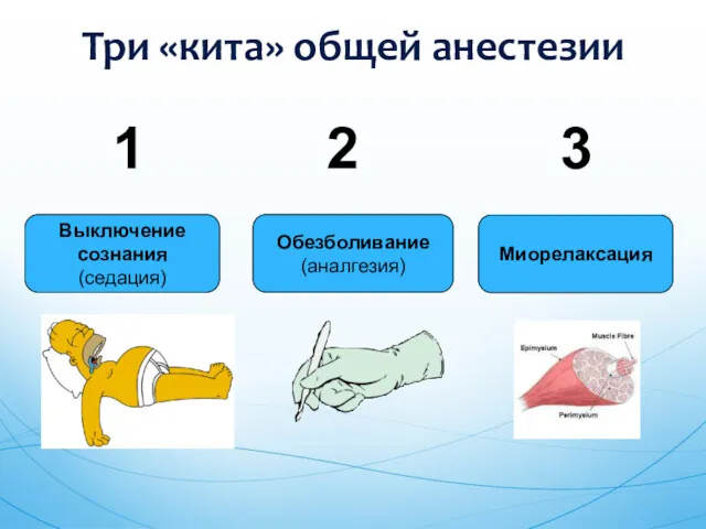 Три «кита» общей анестезии Выключение сознания (седация) 1 Обезболивание (аналгезия) 2 3 Миорелаксация