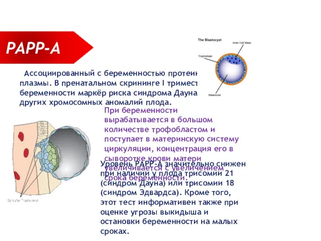 РАРР-А Ассоциированный с беременностью протеин-А плазмы. В пренатальном скрининге I