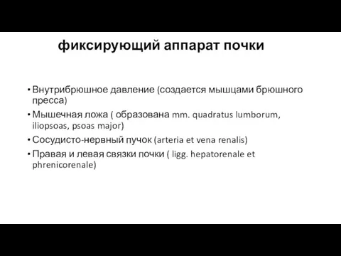 фиксирующий аппарат почки Внутрибрюшное давление (создается мышцами брюшного пресса) Мышечная