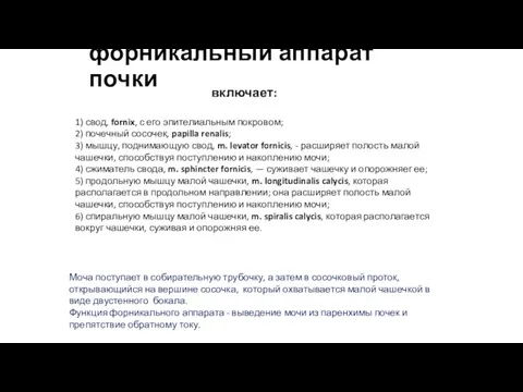 форникальный аппарат почки включает: 1) свод, fornix, с его эпителиальным