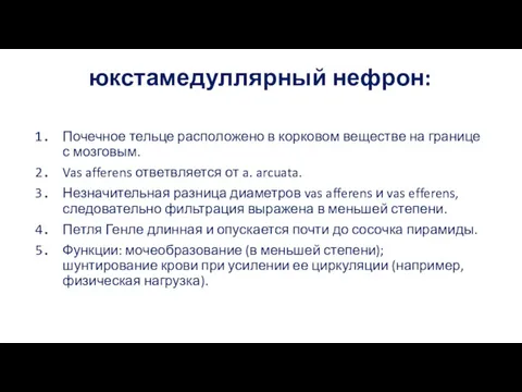 юкстамедуллярный нефрон: Почечное тельце расположено в корковом веществе на границе с мозговым. Vas