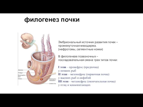 филогенез почки Эмбриональный источник развития почек – промежуточная мезодерма. (нефротомы, сегментные ножки) В