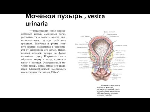 Мочевой пузырь , vesica urinaria