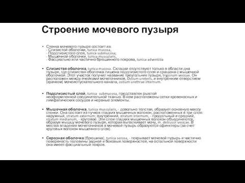 Строение мочевого пузыря Стенка мочевого пузыря состоит из: - Слизистой оболочки, tunica mucosa,