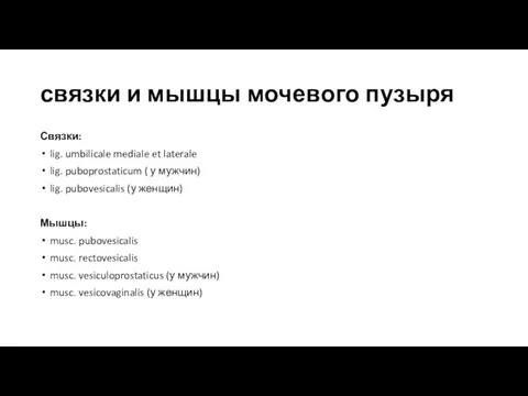 связки и мышцы мочевого пузыря Связки: lig. umbilicale mediale et laterale lig. puboprostaticum