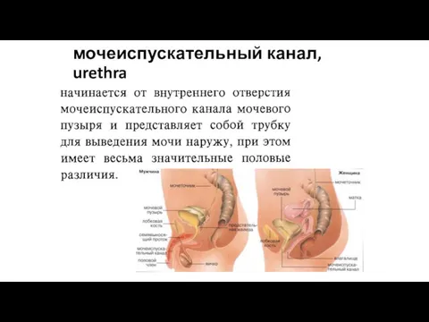 мочеиспускательный канал, urethra