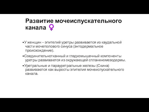 Развитие мочеиспускательного канала ♀ •У женщин – эпителий уретры развивается из каудальной части