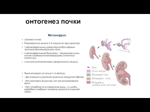 онтогенез почки Метанефрос (тазовая почка) Развивается в начале 5-й недели