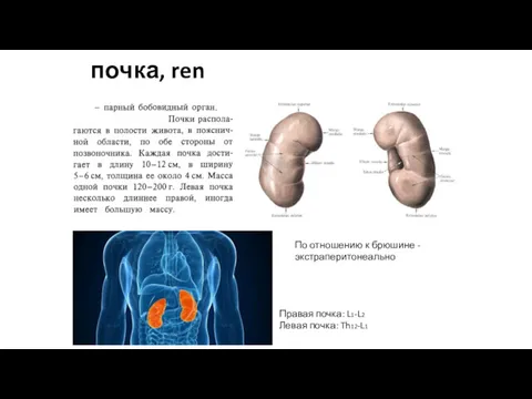 почка, ren Правая почка: L1-L2 Левая почка: Th12-L1 По отношению к брюшине - экстраперитонеально