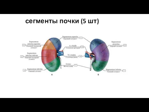 сегменты почки (5 шт)