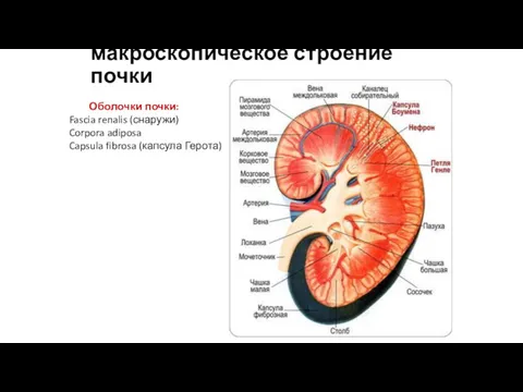 макроскопическое строение почки Оболочки почки: Fascia renalis (снаружи) Corpora adiposa Capsula fibrosa (капсула Герота)