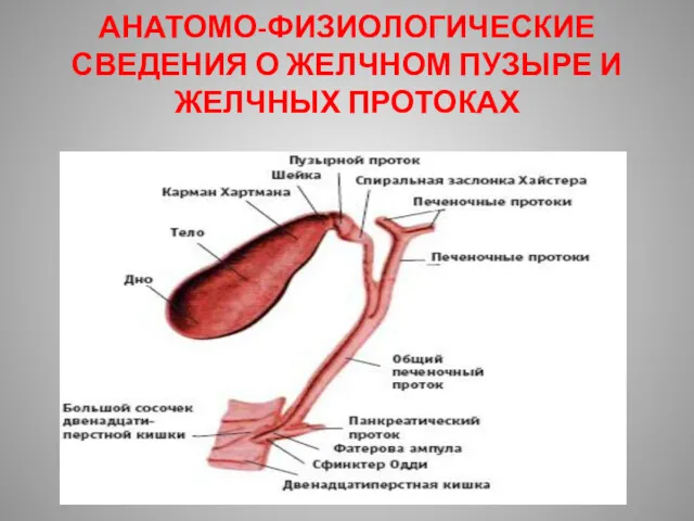 АНАТОМО-ФИЗИОЛОГИЧЕСКИЕ СВЕДЕНИЯ О ЖЕЛЧНОМ ПУЗЫРЕ И ЖЕЛЧНЫХ ПРОТОКАХ