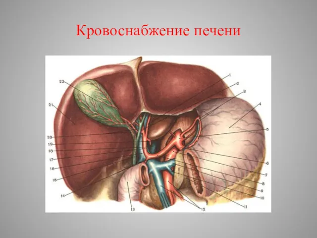 Кровоснабжение печени