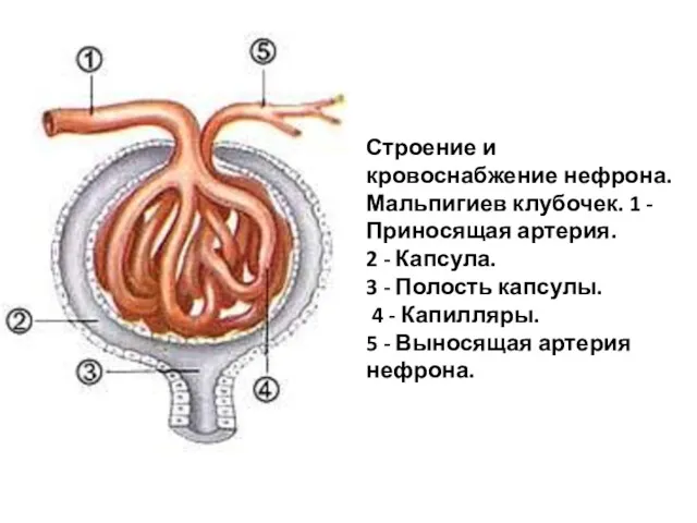 Строение и кровоснабжение нефрона. Мальпигиев клубочек. 1 - Приносящая артерия.