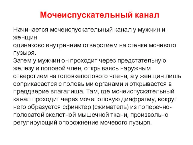 Мочеиспускательный канал Начинается мочеиспускательный канал у мужчин и женщин одинаково