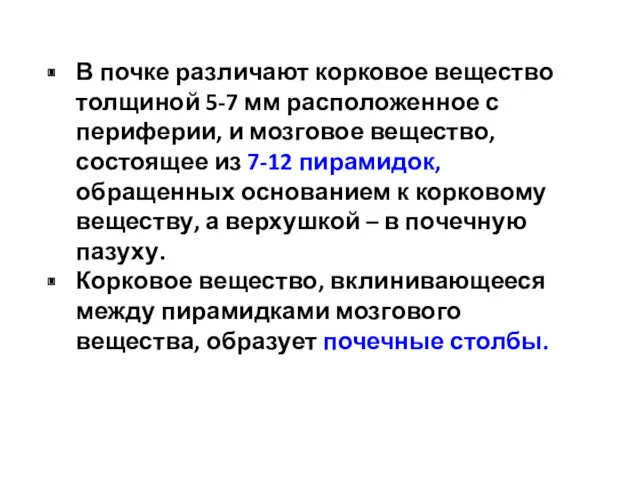 В почке различают корковое вещество толщиной 5-7 мм расположенное с