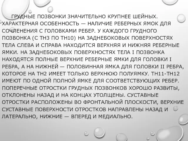 ГРУДНЫЕ ПОЗВОНКИ ЗНАЧИТЕЛЬНО КРУПНЕЕ ШЕЙНЫХ. ХАРАКТЕРНАЯ ОСОБЕННОСТЬ — НАЛИЧИЕ РЕБЕРНЫХ