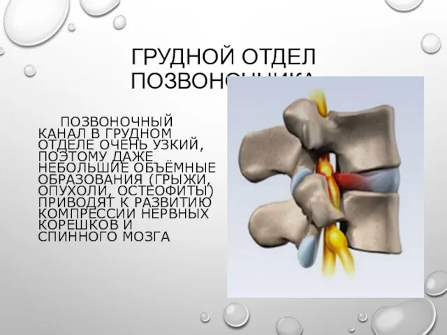 ГРУДНОЙ ОТДЕЛ ПОЗВОНОЧНИКА ПОЗВОНОЧНЫЙ КАНАЛ В ГРУДНОМ ОТДЕЛЕ ОЧЕНЬ УЗКИЙ,