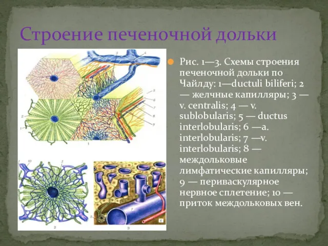 Строение печеночной дольки Рис. 1—3. Схемы строения печеночной дольки по