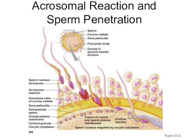 Acrosomal Reaction and Sperm Penetration Figure 28.2a