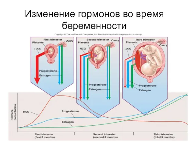 Изменение гормонов во время беременности