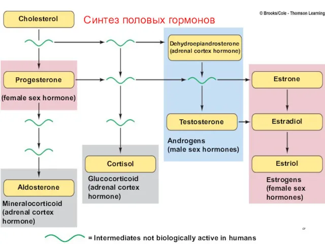 Cholesterol Progesterone (female sex hormone) Aldosterone Mineralocorticoid (adrenal cortex hormone)