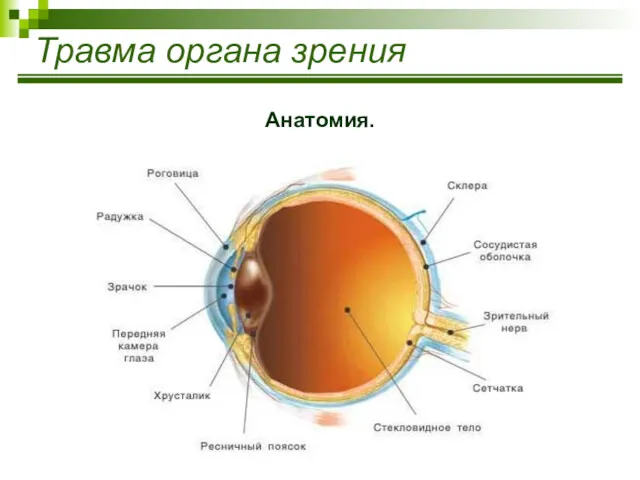 Травма органа зрения Анатомия.