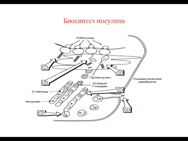 Биосинтез инсулина