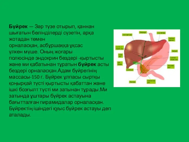 Бүйрек — Зәр түзе отырып, қаннан шығатын бөлінділерді сүзетін, арқа