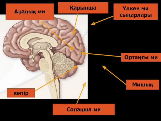 Сопақша ми көпір Мишық Ортаңғы ми Аралық ми Үлкен ми сыңарлары Қарынша