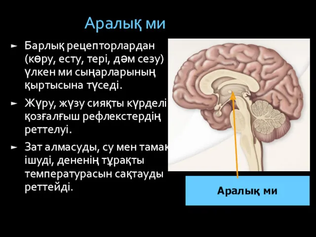 Аралық ми Барлық рецепторлардан (көру, есту, тері, дәм сезу) үлкен