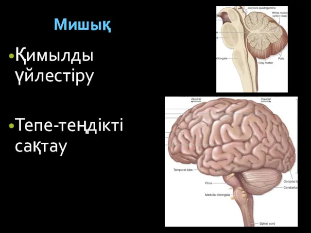 Мишық Қимылды үйлестіру Тепе-теңдікті сақтау