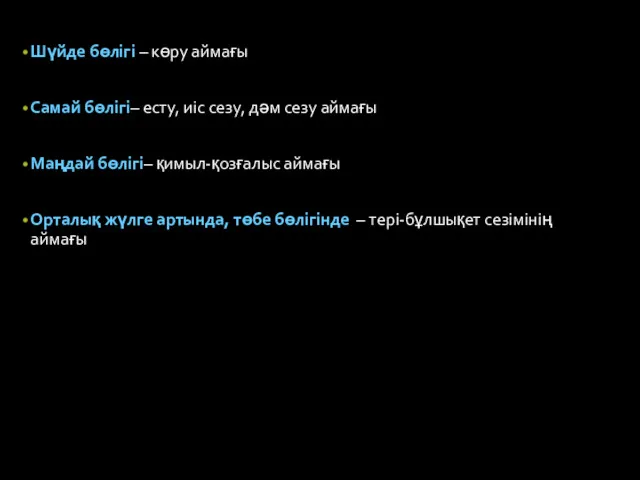 Шүйде бөлігі – көру аймағы Самай бөлігі– есту, иіс сезу,