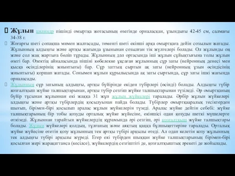 Жұлын цилиндр пішінді омыртқа жотасының өзегінде орналасқан, ұзындығы 42-45 см,